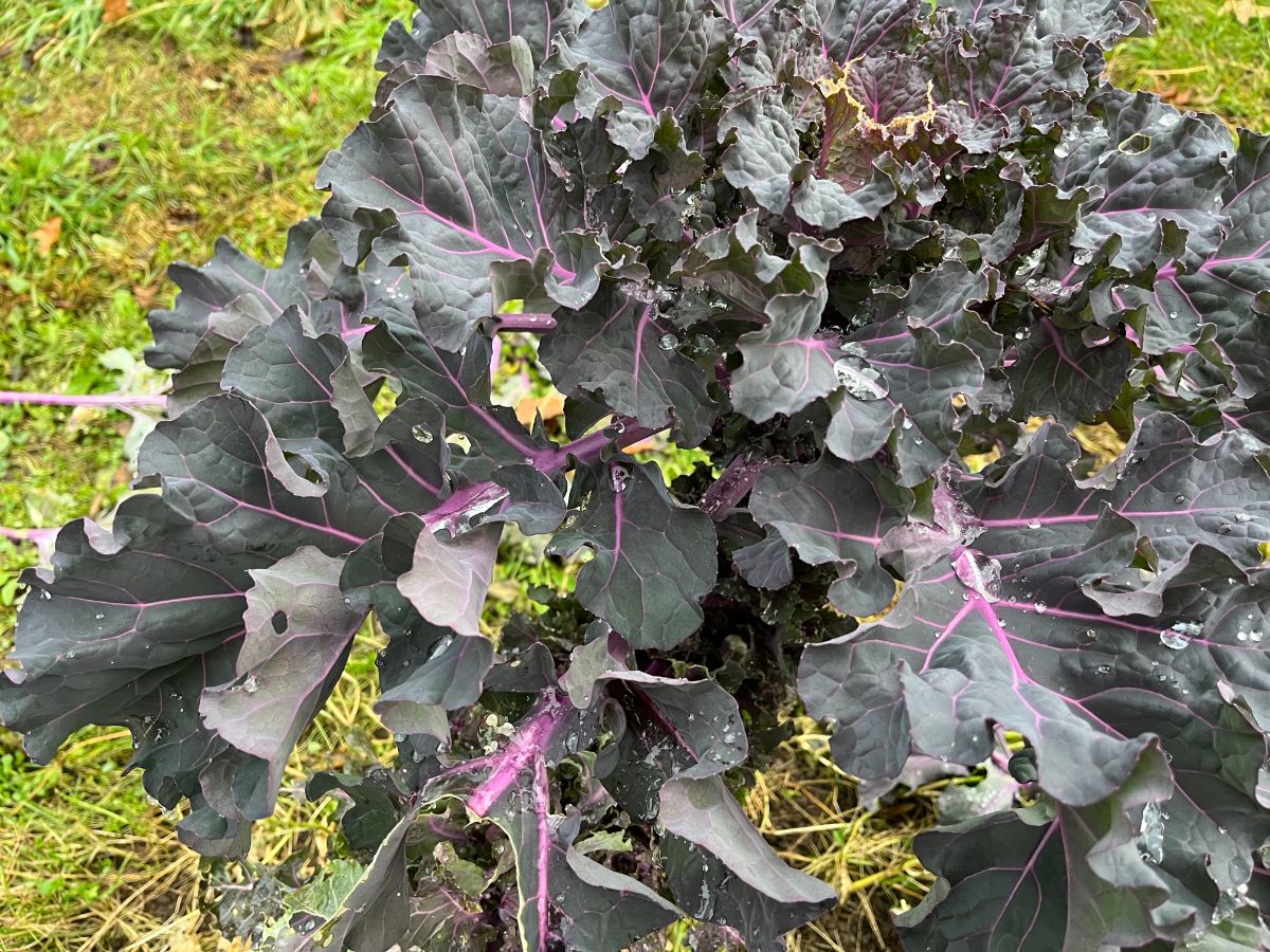 A kalette plant that's been frosted