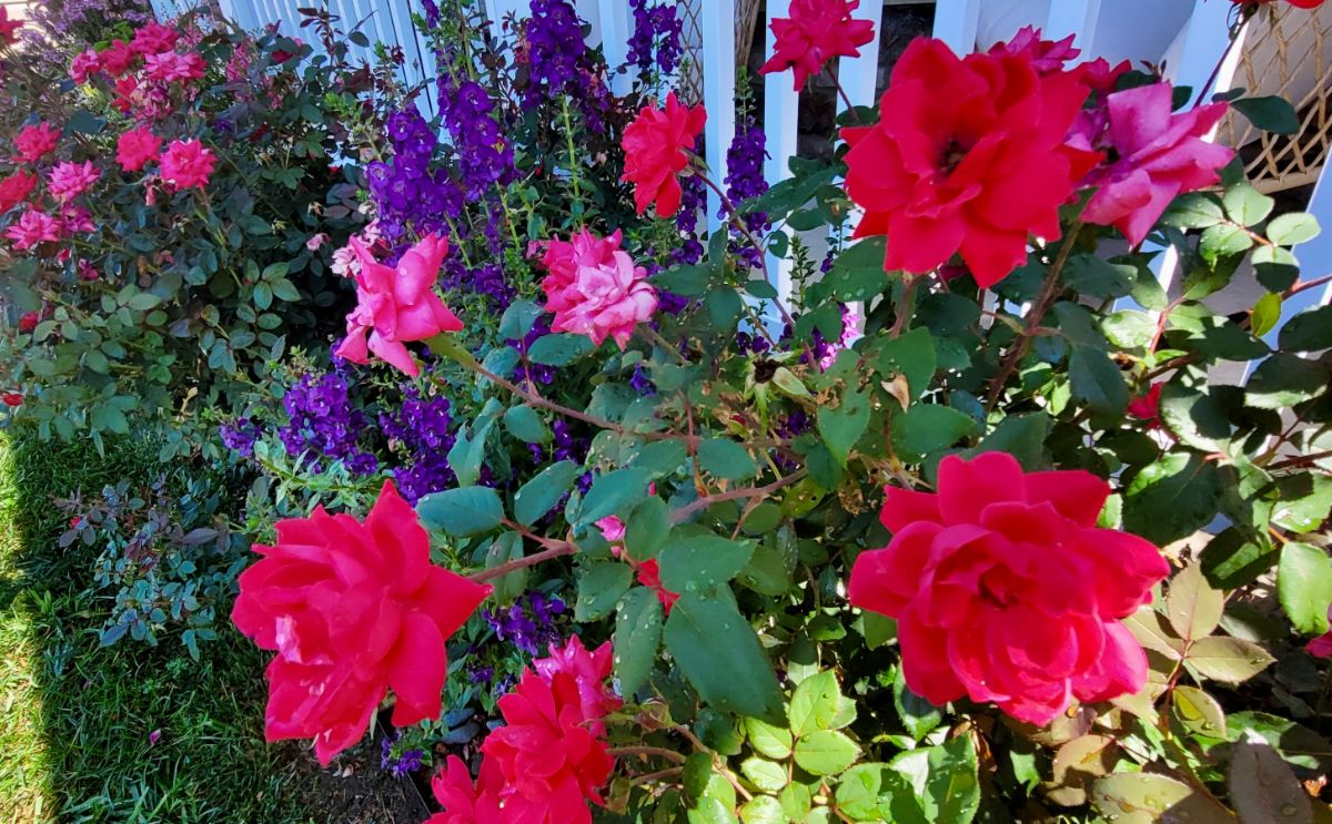Knock Out roses planted with purple Angelonica