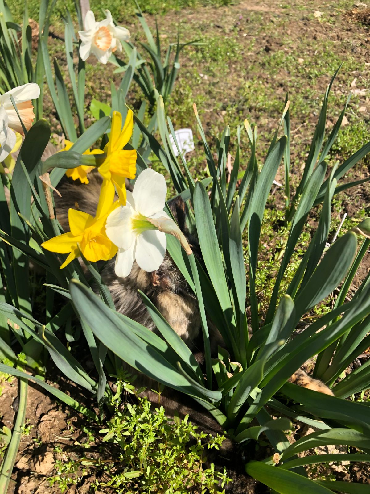 A kitty hiding in new spring daffodils