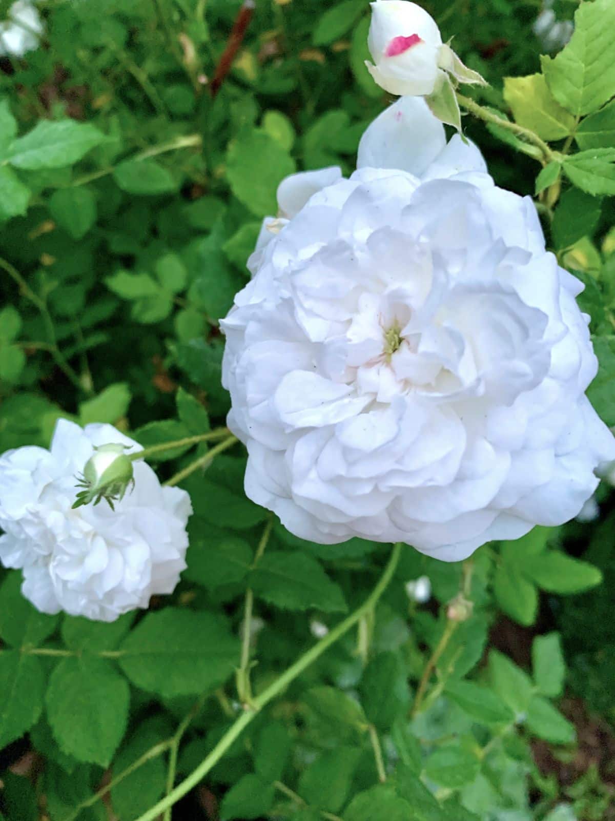 Madame Hardy rose variety with full, white blooms
