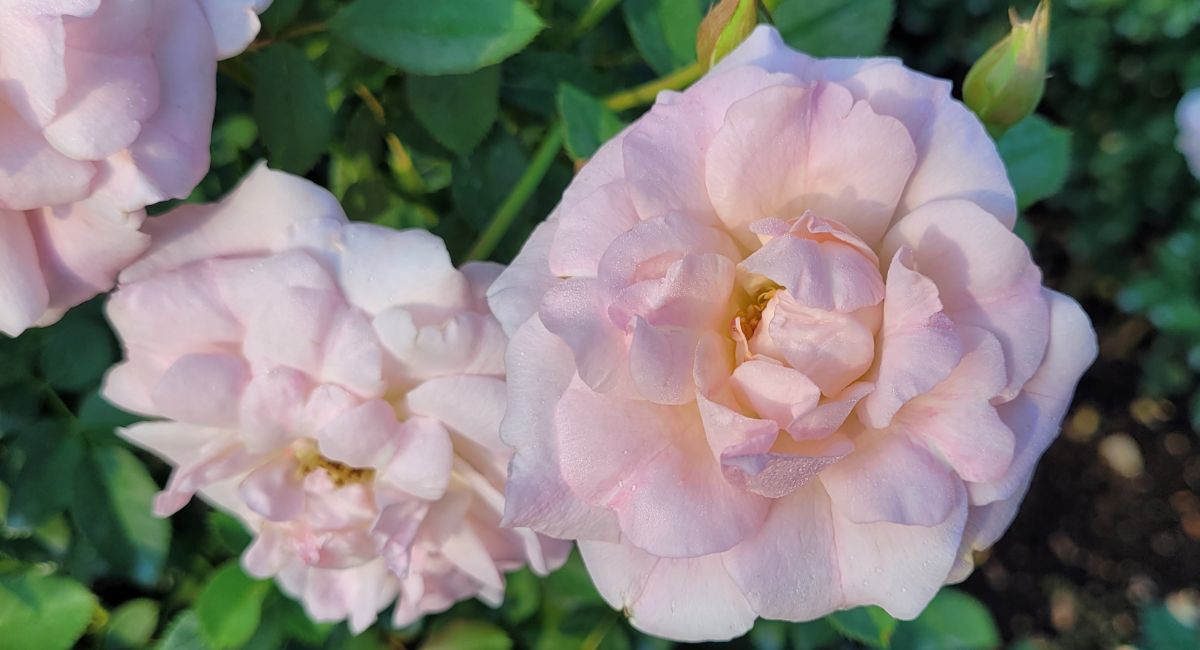 Morden Blush light pink rose