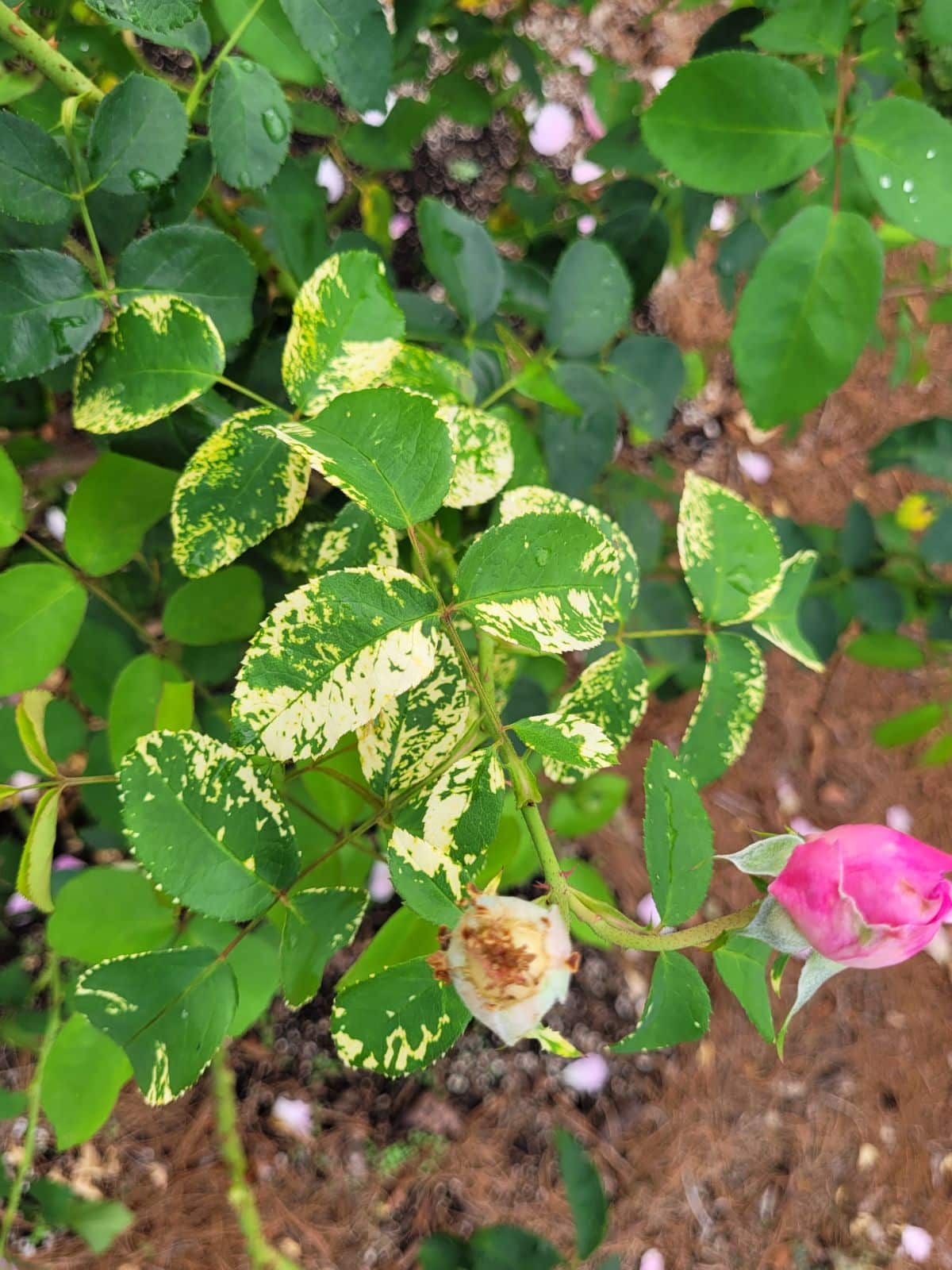 A rose bush showing signs of rose mosaic disease