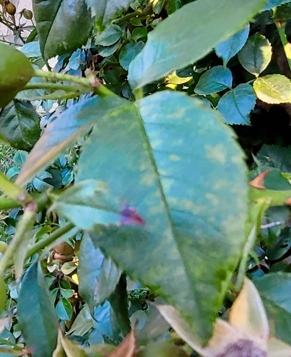 Subtle mottling on rose leaves from mosaic disease