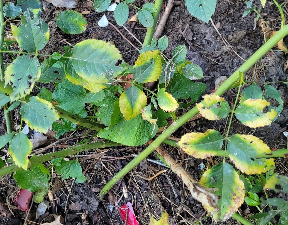 Rose leaves yellowed from heat damage