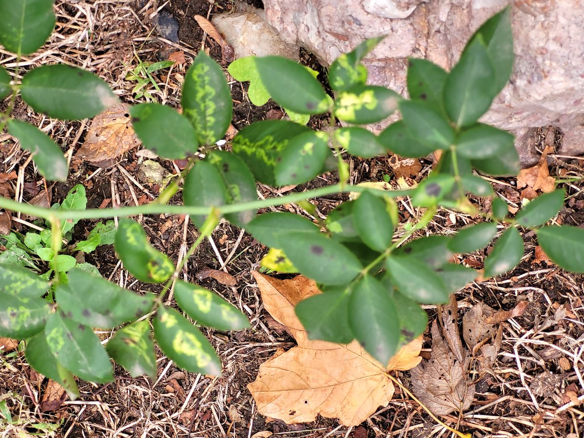 Zig-zagging lines on rose leaves with rose mosaic disease