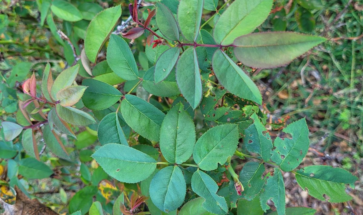 Healthy leaves on a blackspot resistant rose variety