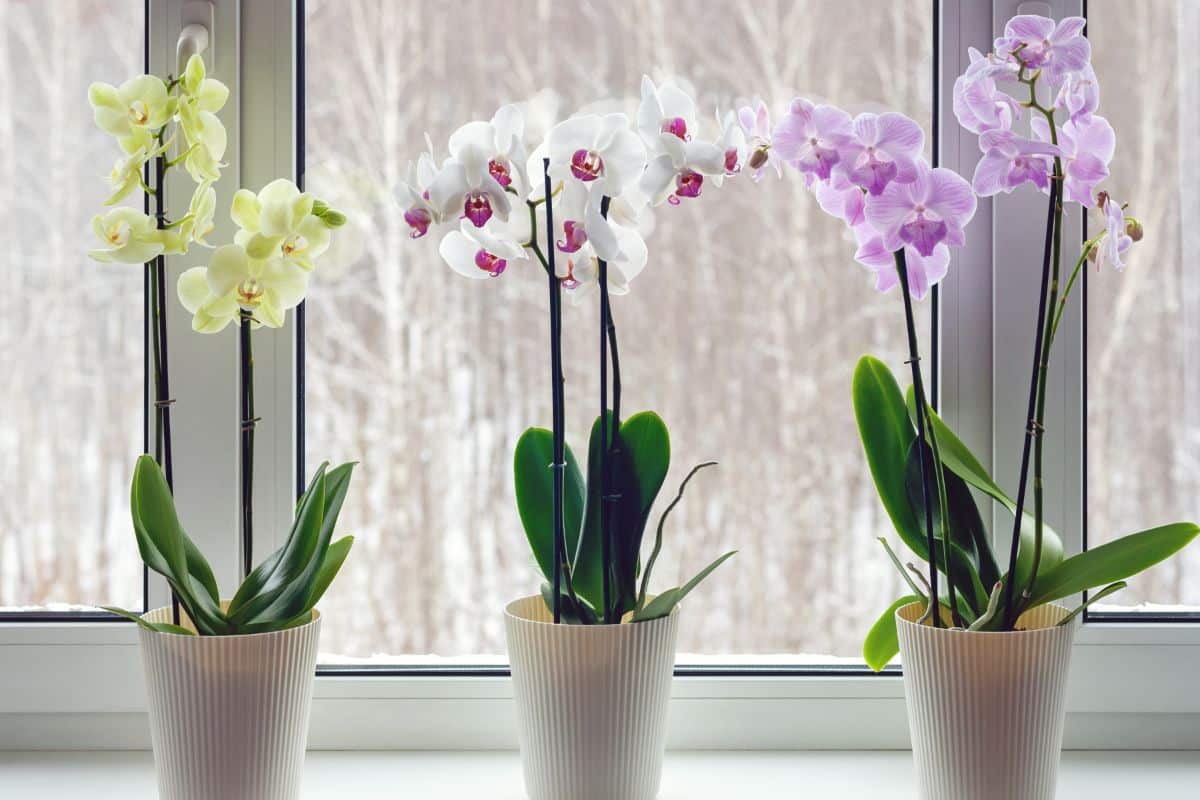 Pretty blooming orchids in a window