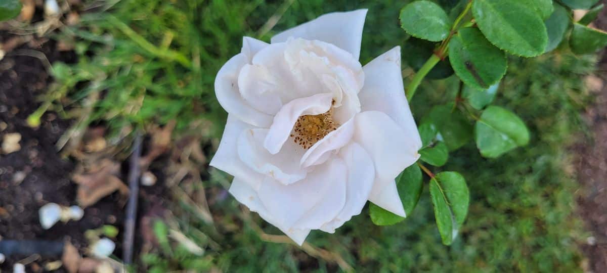 White rose with pink blush, New Dawn rose