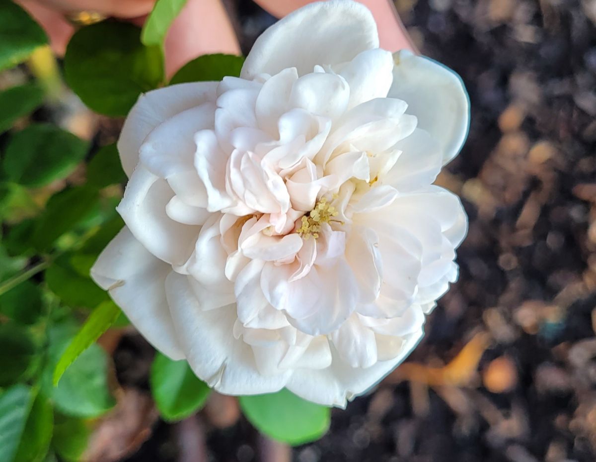 New Dawn, powdery mildew resistant rose variety