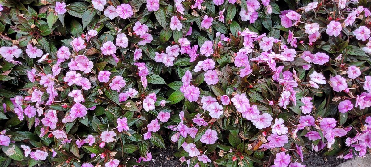 New Guinea impatiens in well-balanced soil