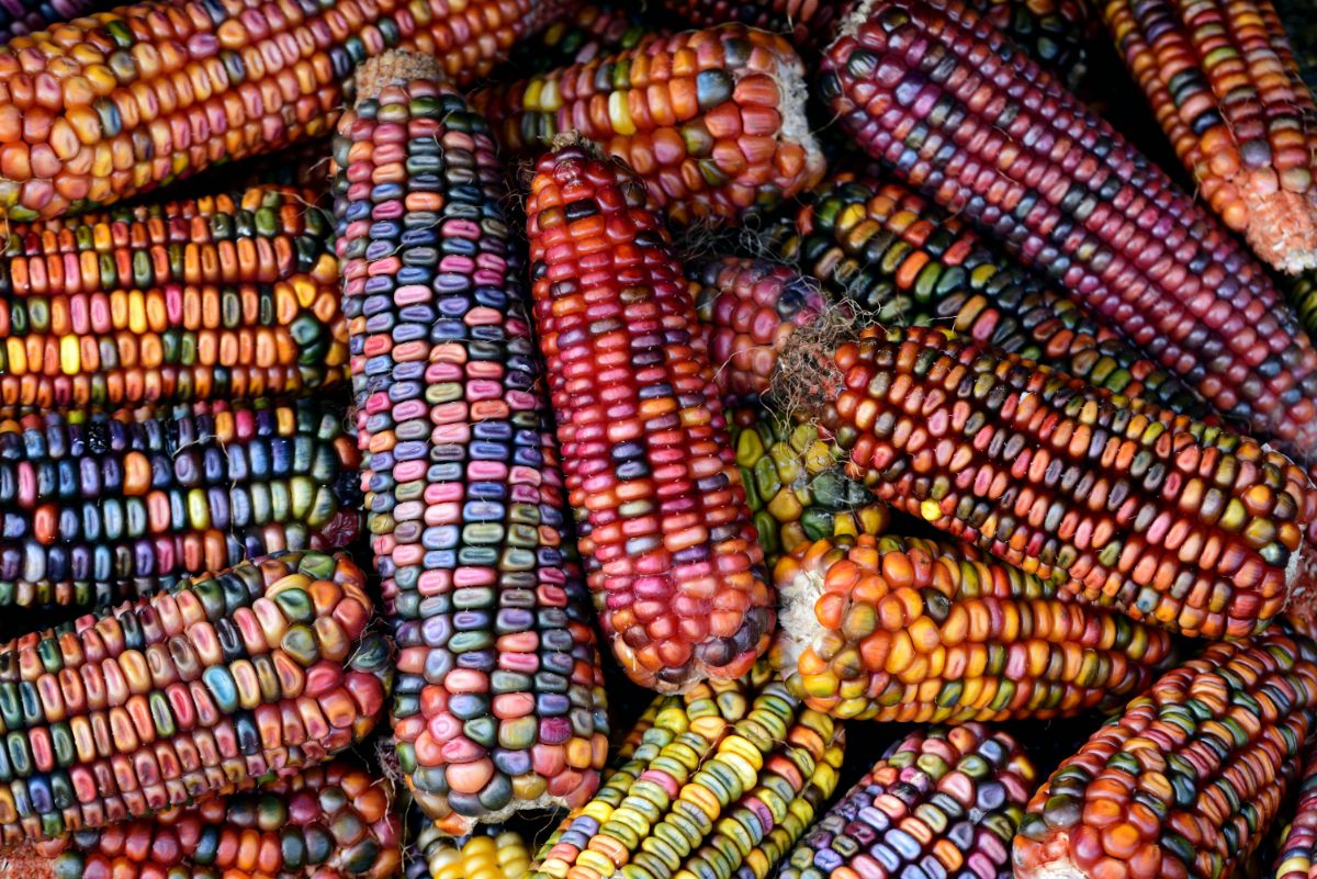 Colorful dried corn on the cob