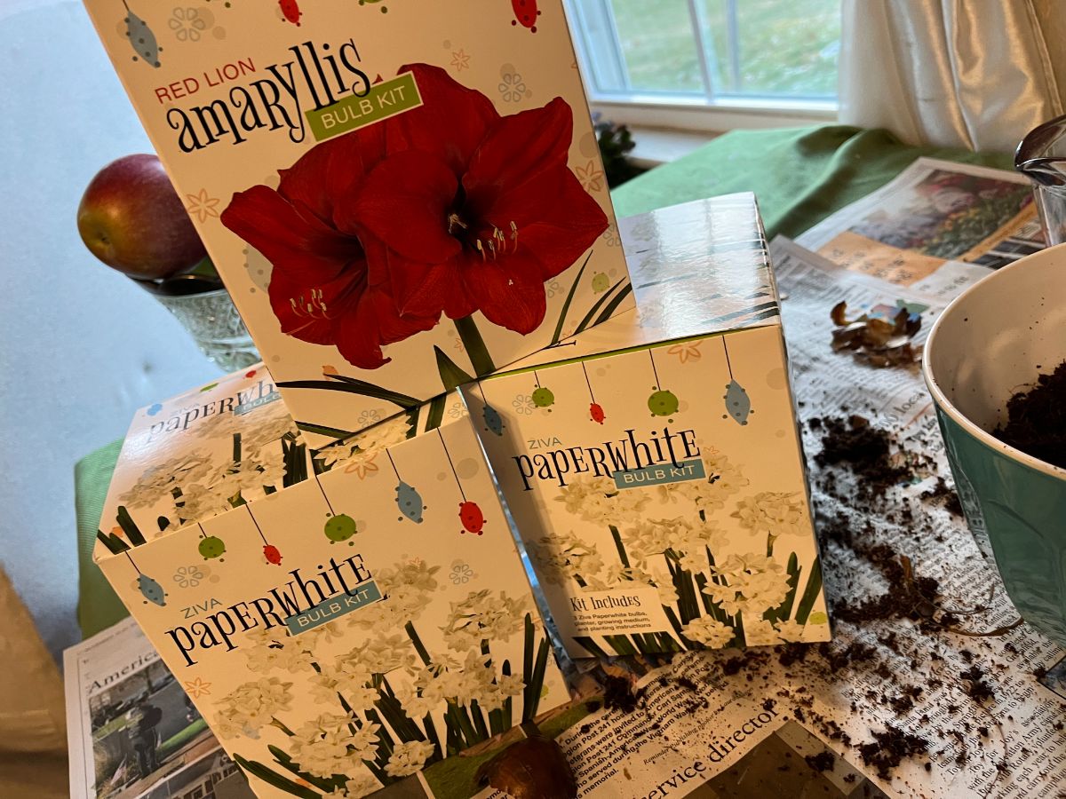 Paperwhite and amaryllis kits