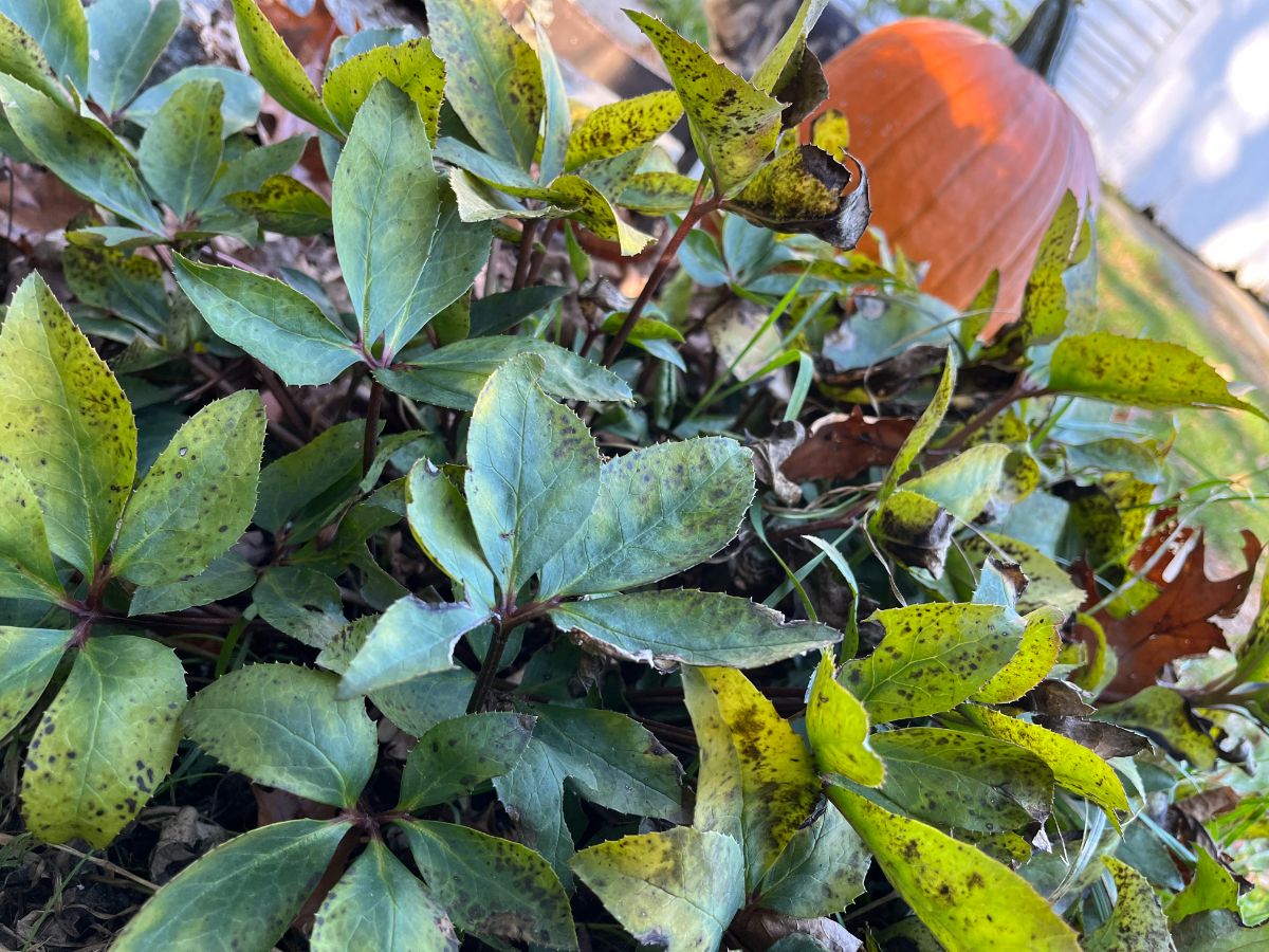 A hellebore in the fall