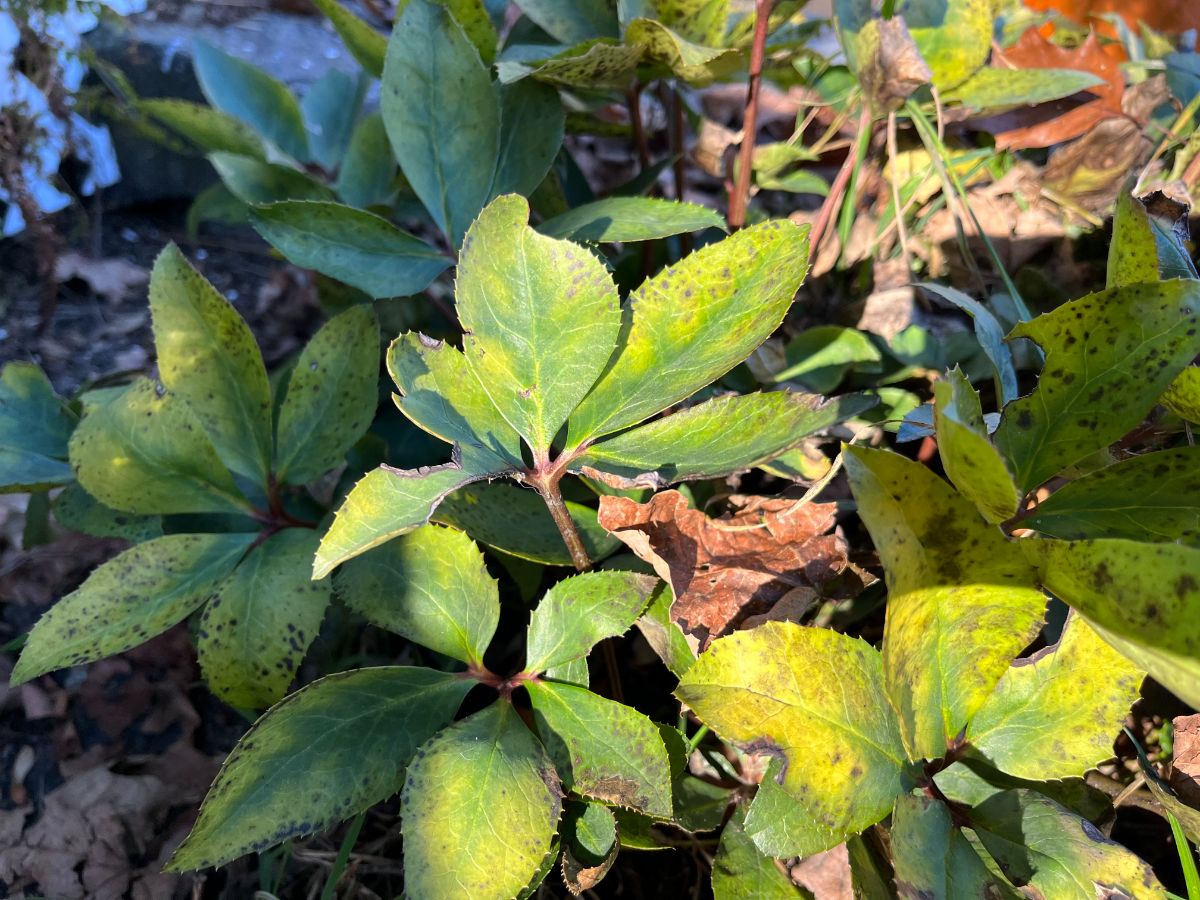 Sunlight falling on a hellebore in the fall