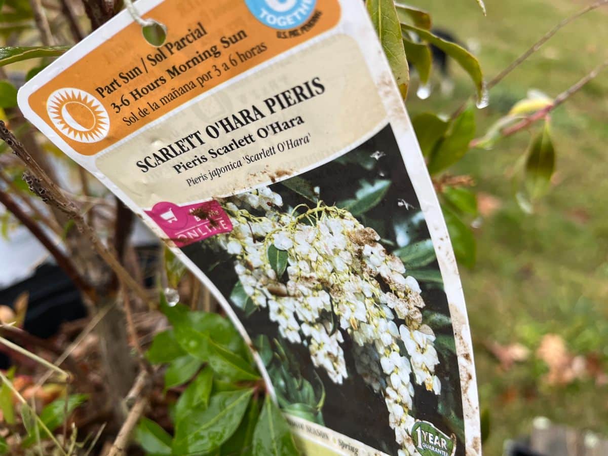 Plant tag on a perennial plant