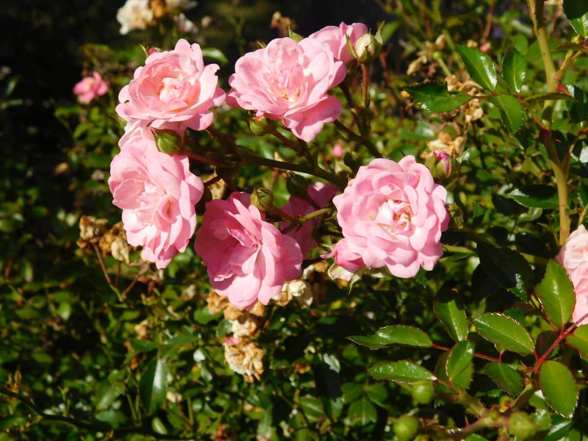 Spray-free Fairy rose