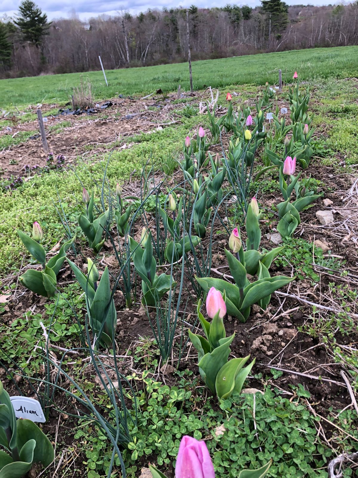 Spring flower bulbs growing in a mixed planting in clover