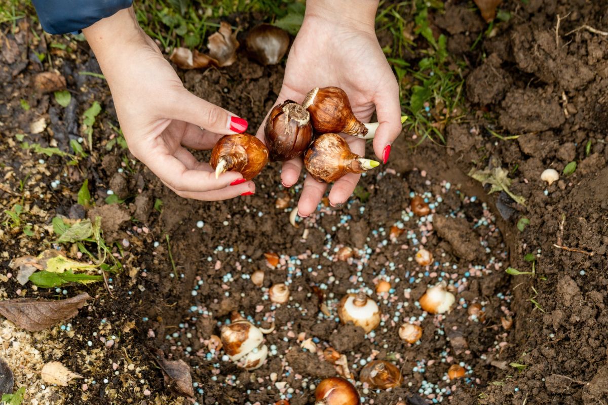 Fall planted bulbs in a mixed planting