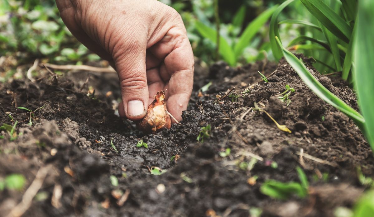 Planting a bulb in late fall