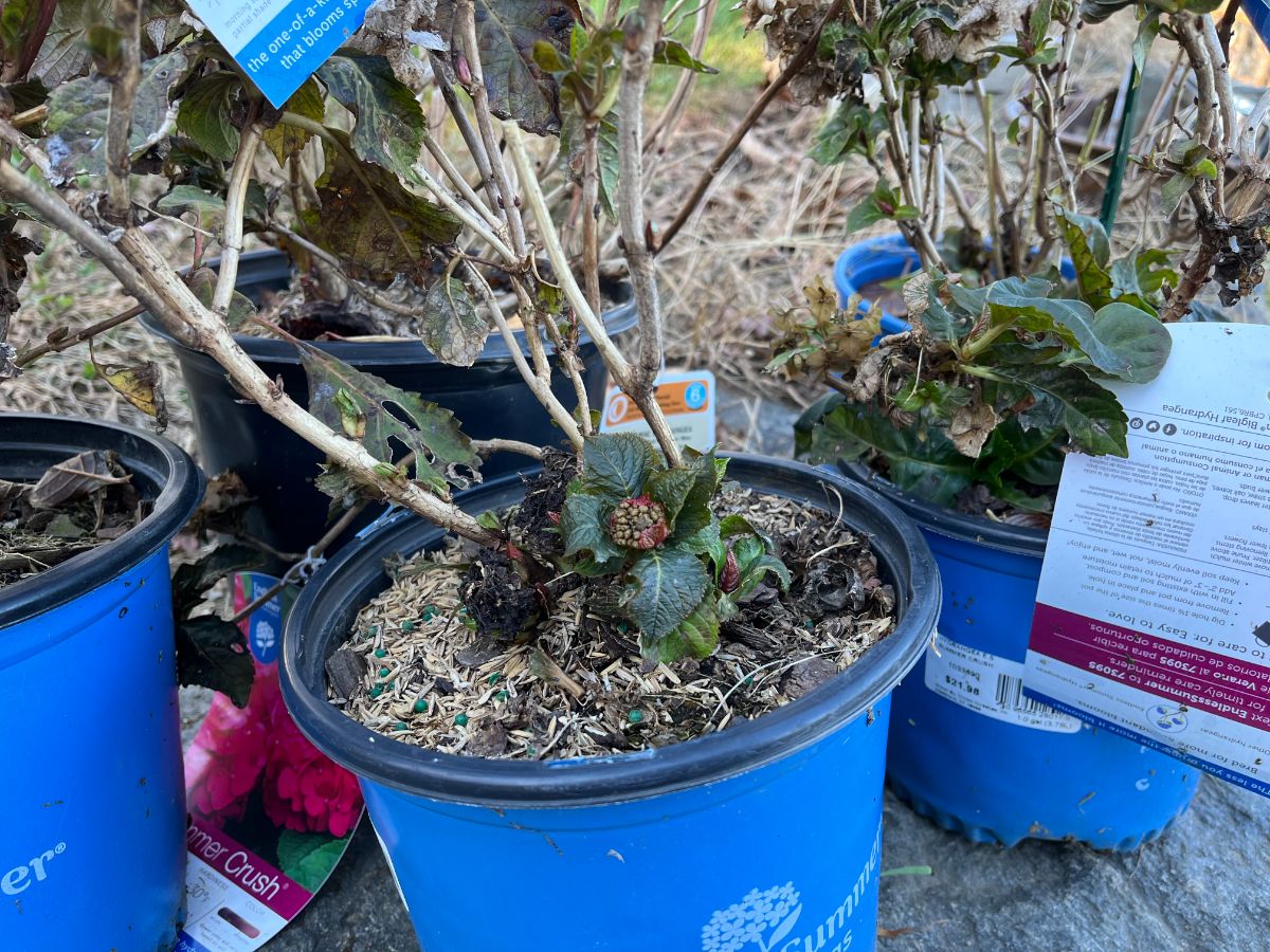 Hydrangeas in pots being planted in November