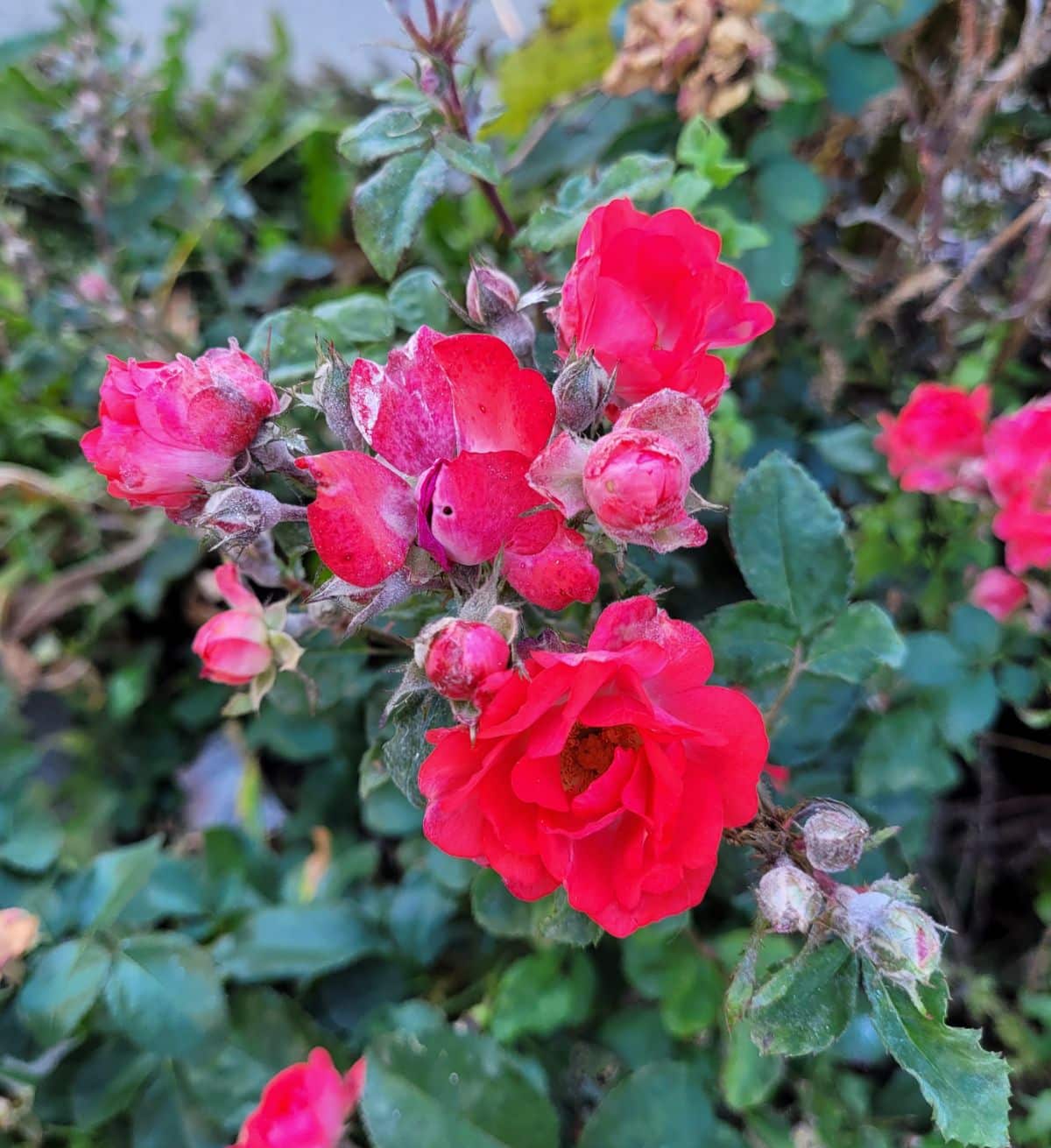 Coral Drift rose with powdery mildew