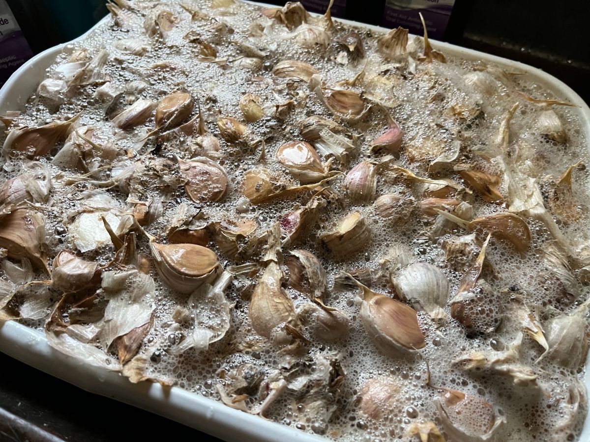 Garlic cloves soaking in disinfecting peroxide