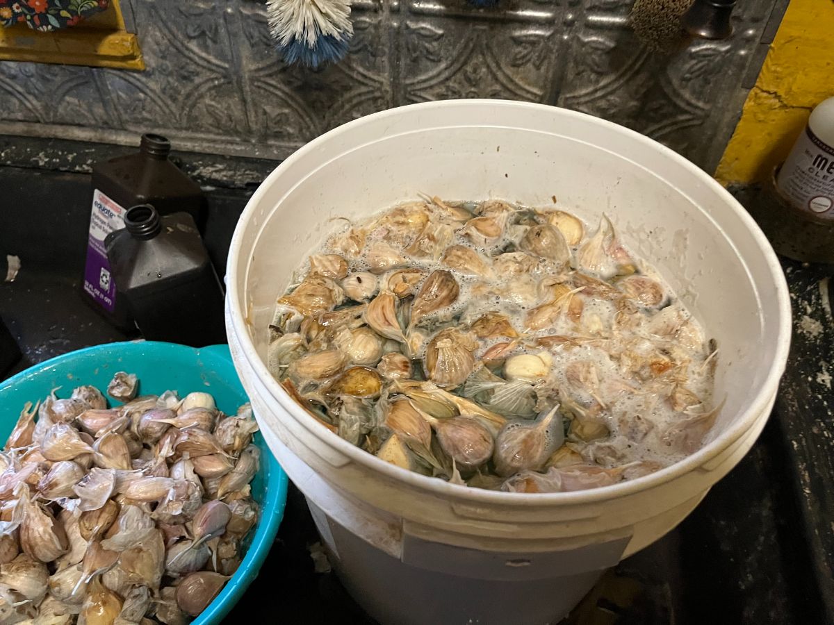 Garlic strained from disinfectant and going into a bucket for soaking