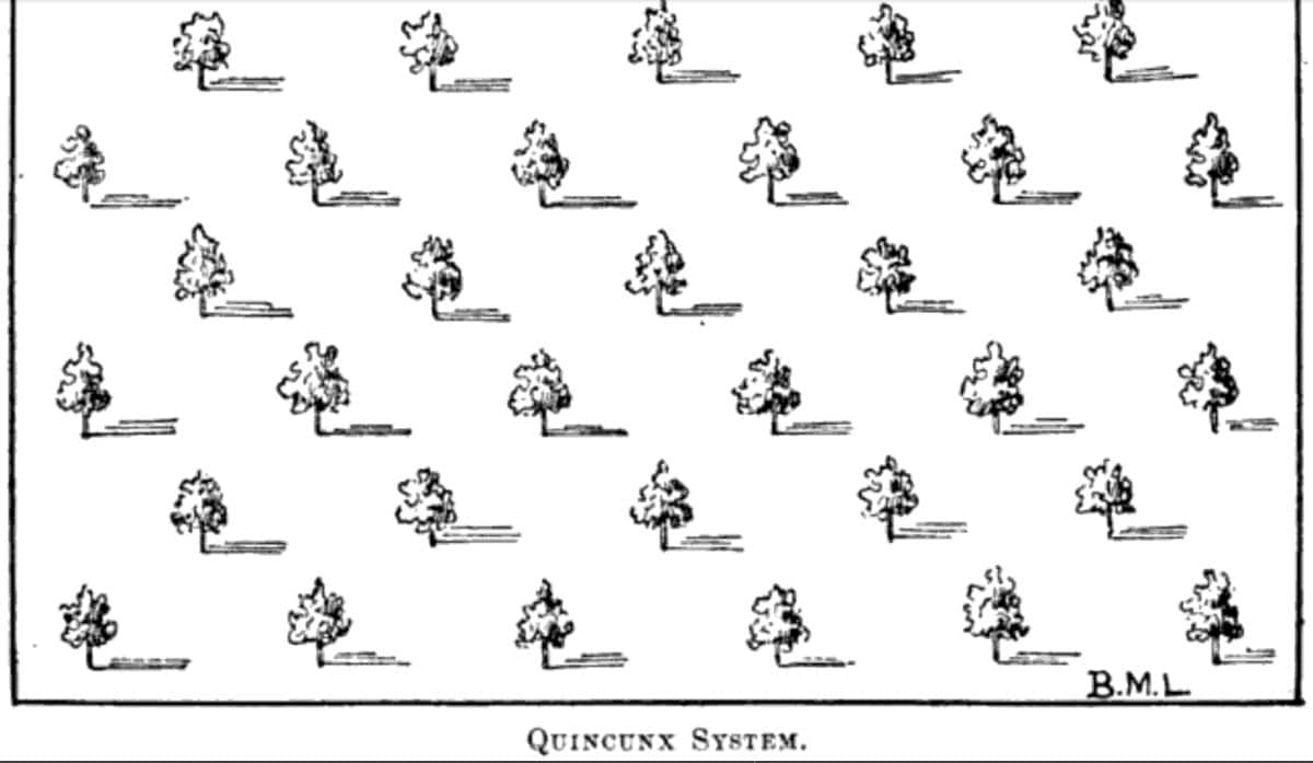 An illustration of a Quincunx growing system
