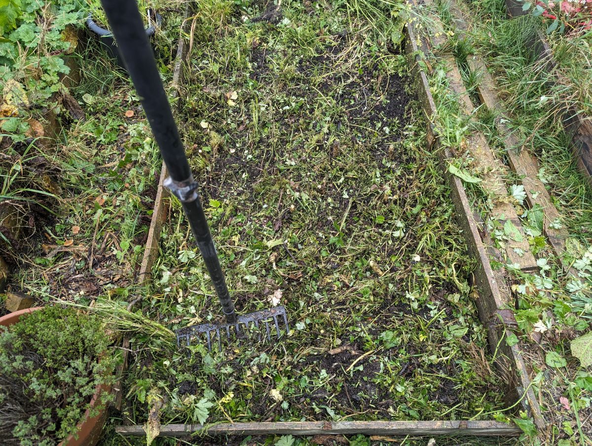 Raking trimmed weeds off a garden bed