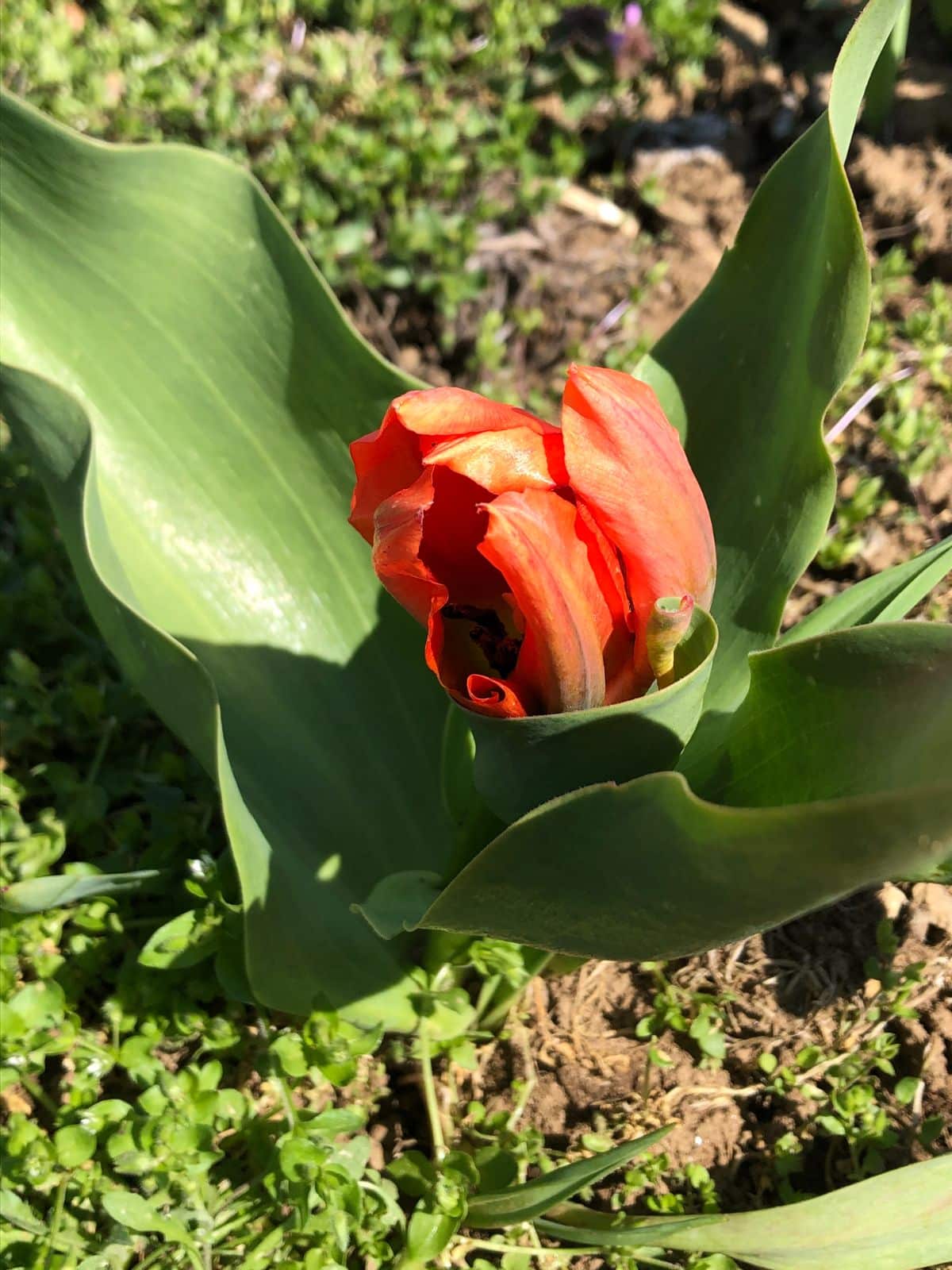 A daffodil that survived chewing winter pests