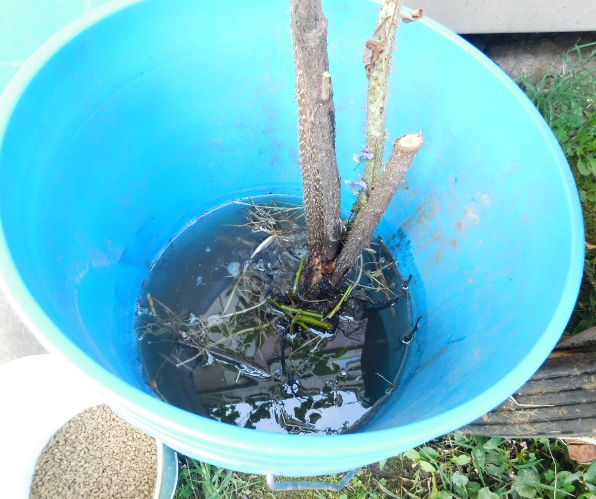 Soaking bare root trees before planting