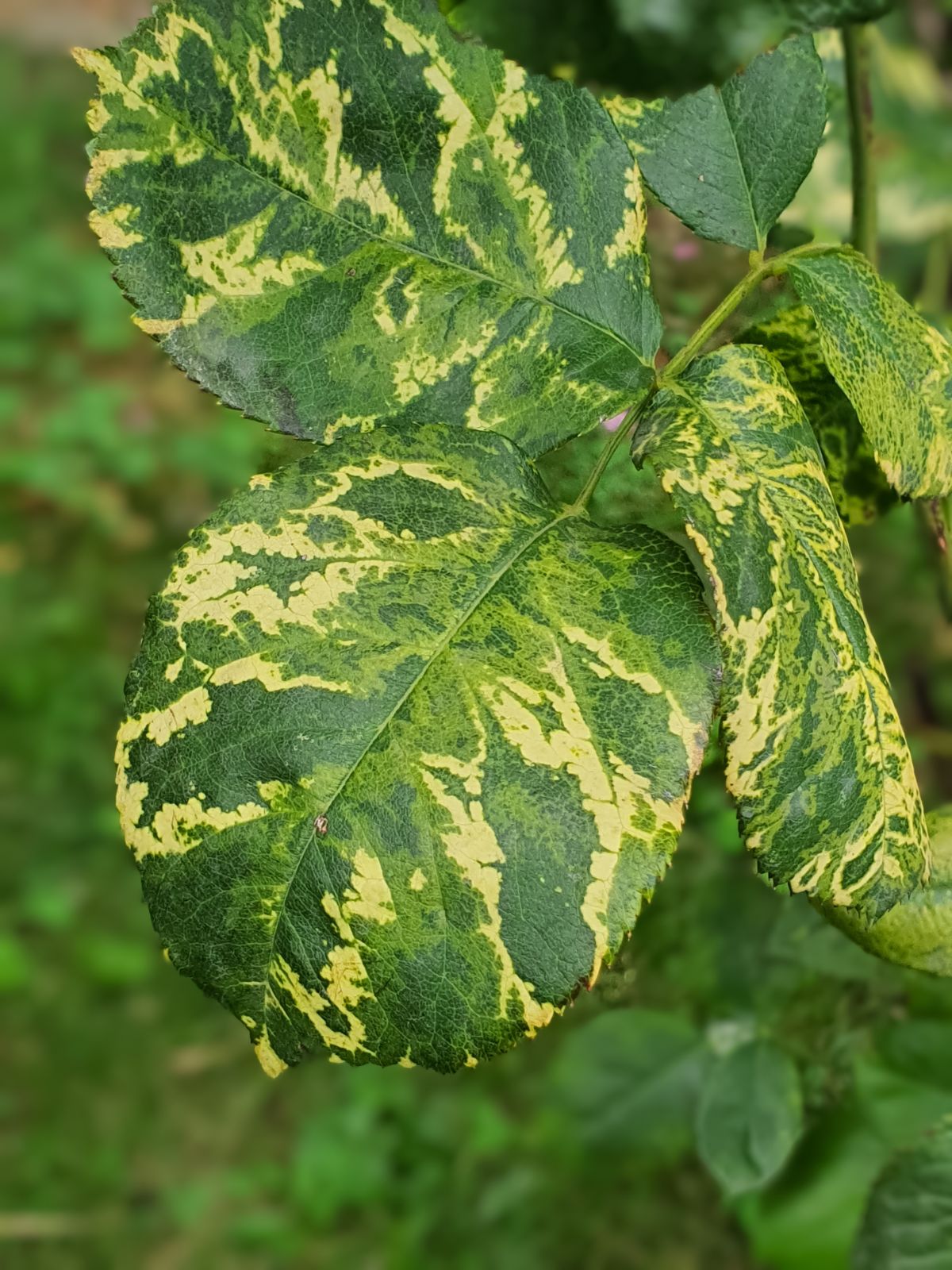 Significant yellow mottling from rose mosaic virus