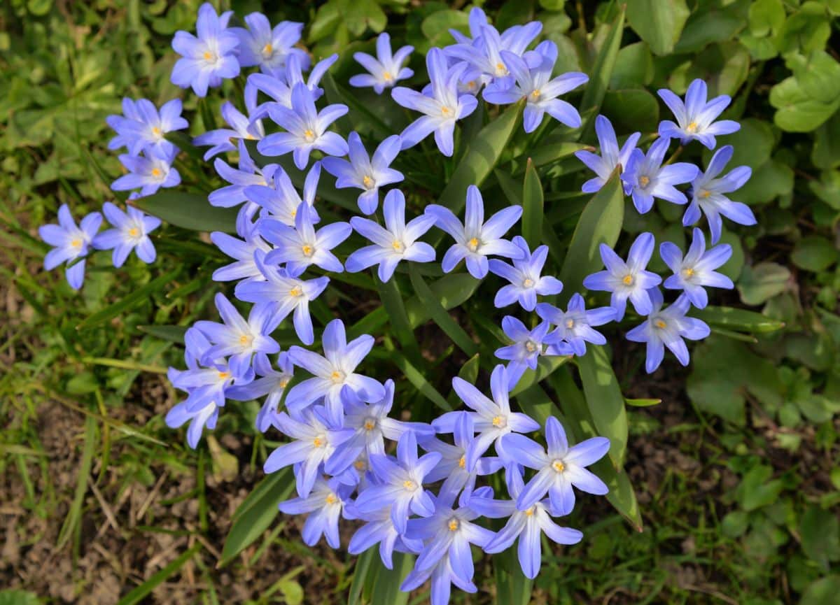 Light purple scilla flowers