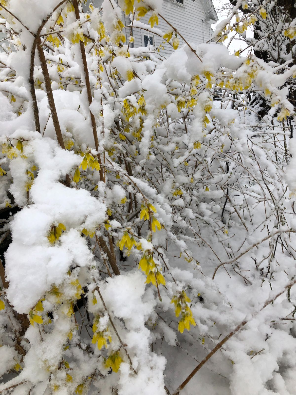 Forsythia covered in snow