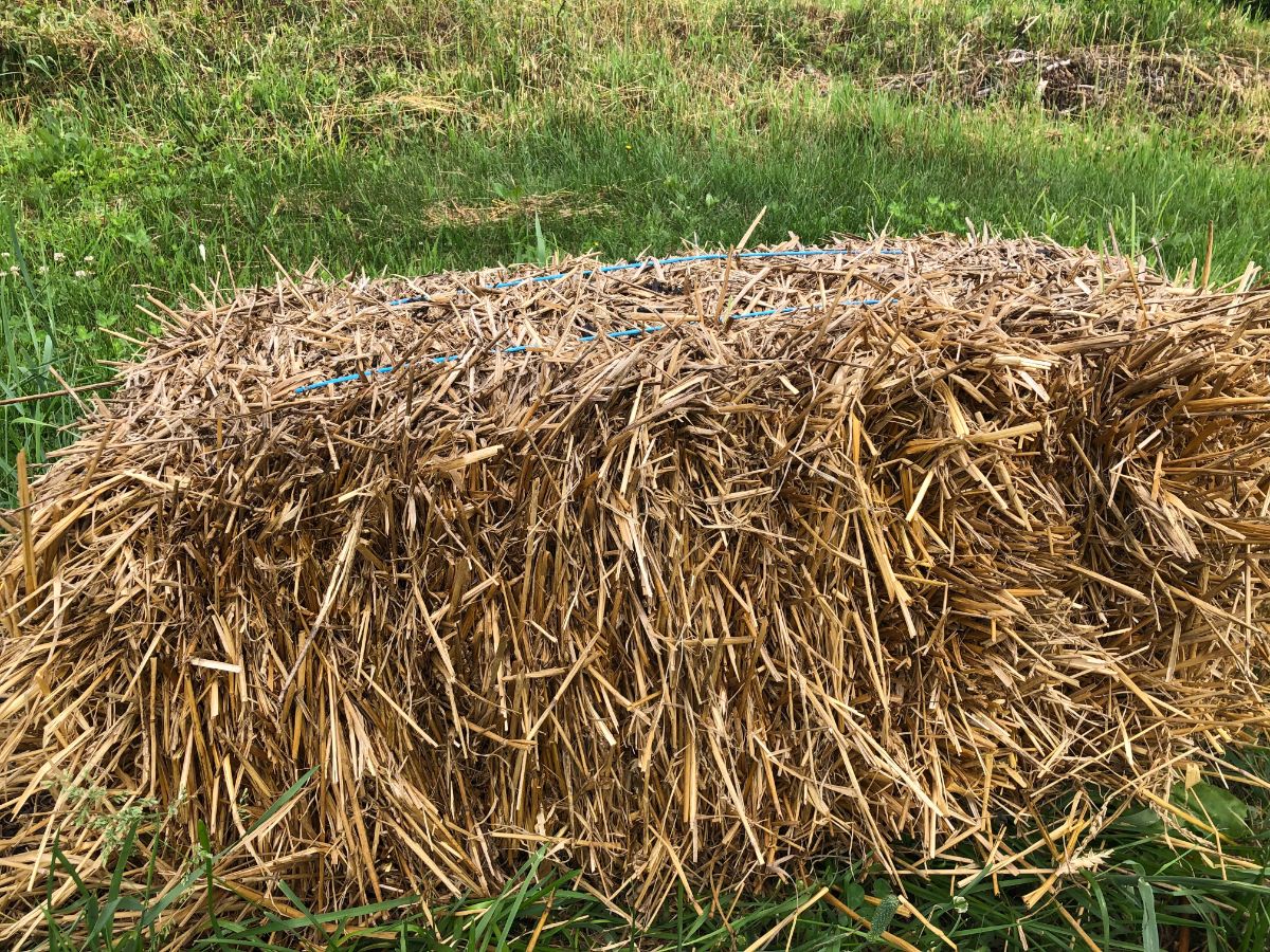 A bale of straw waiting to be used as winter mulch