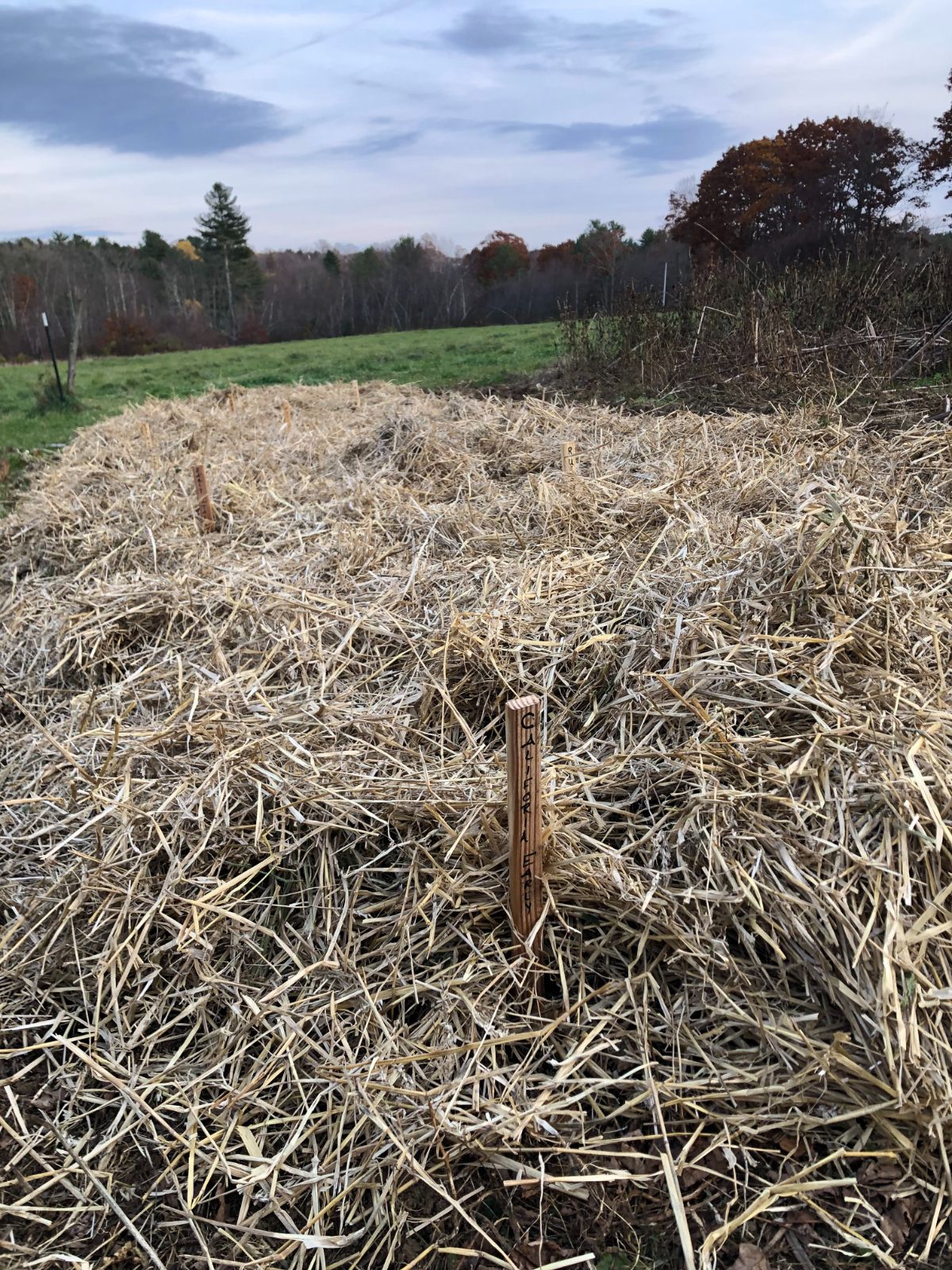 A bed of garlic mulched for the winter after freezing