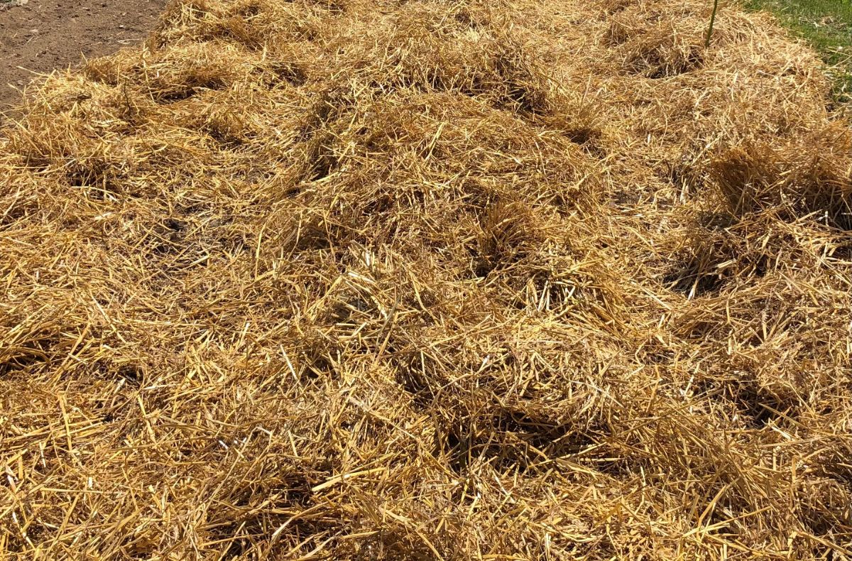 A thick layer of winter mulch straw