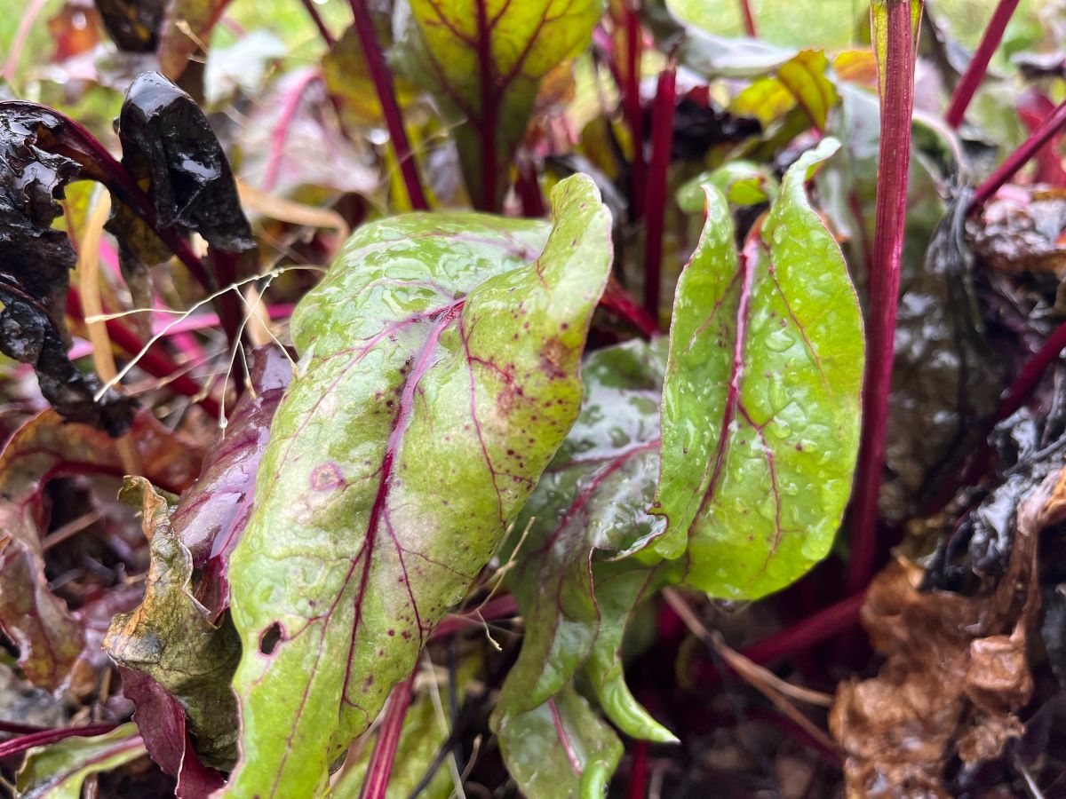 Frosted tops on fall beet greens