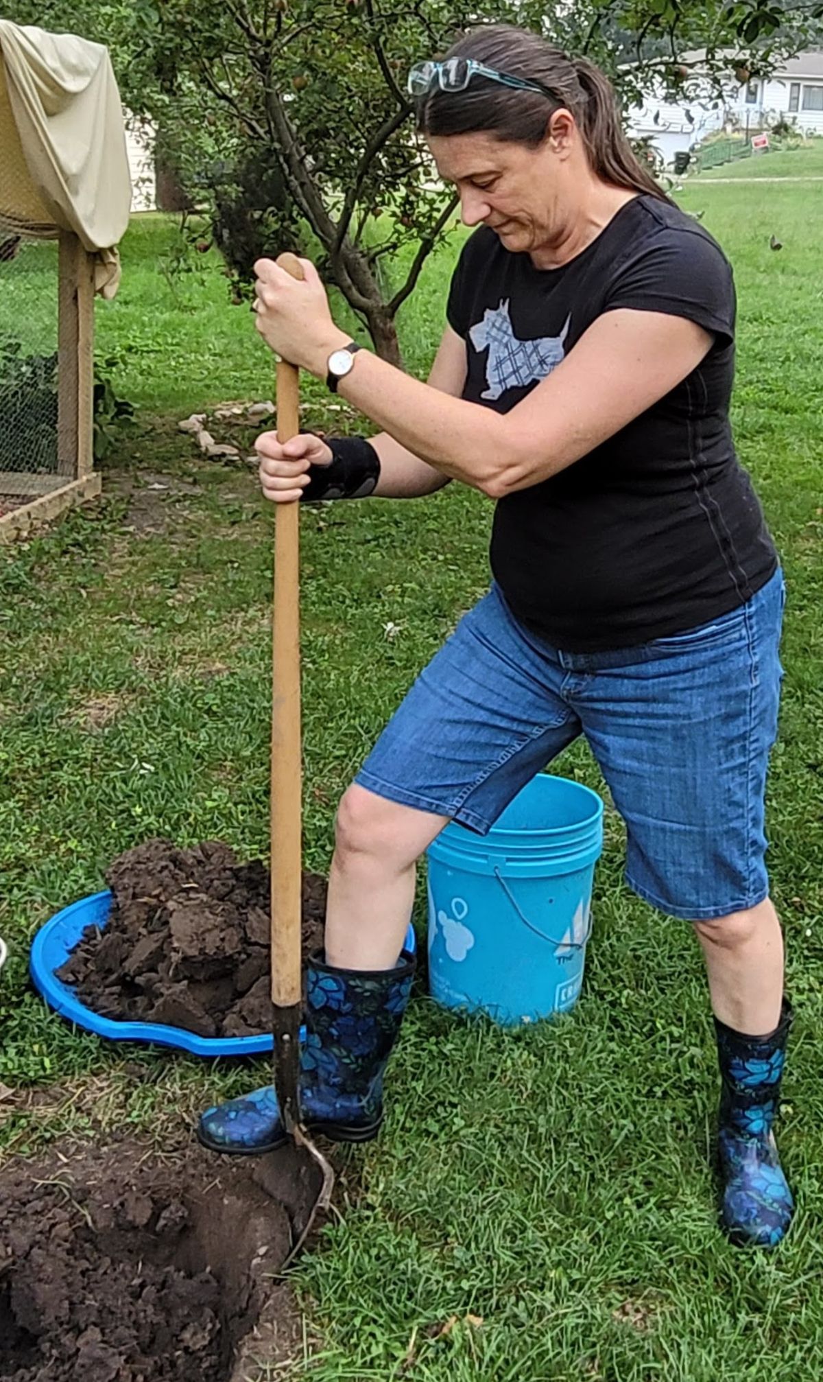 Shovel pruning a rose with mosaic disease