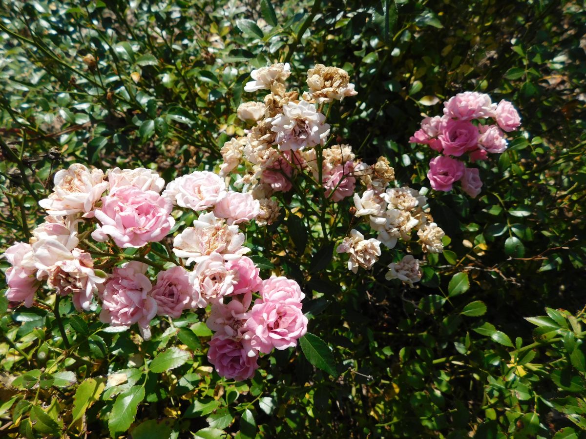 The Fairy, disease-resistant hardy pink rose
