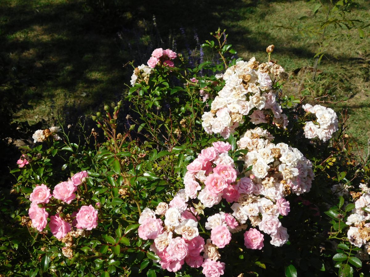 The Fairy Rose variety