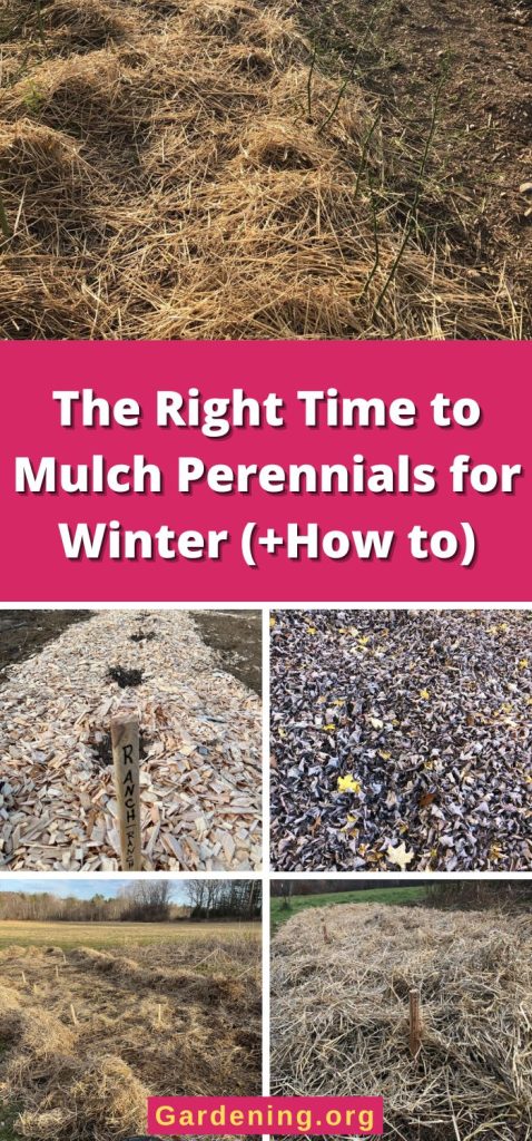 The Right Time to Mulch Perennials for Winter (+How to) pinterest image.