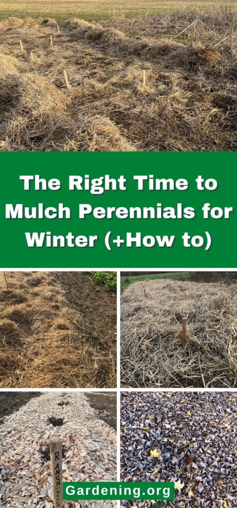 The Right Time to Mulch Perennials for Winter (+How to) pinterest image.