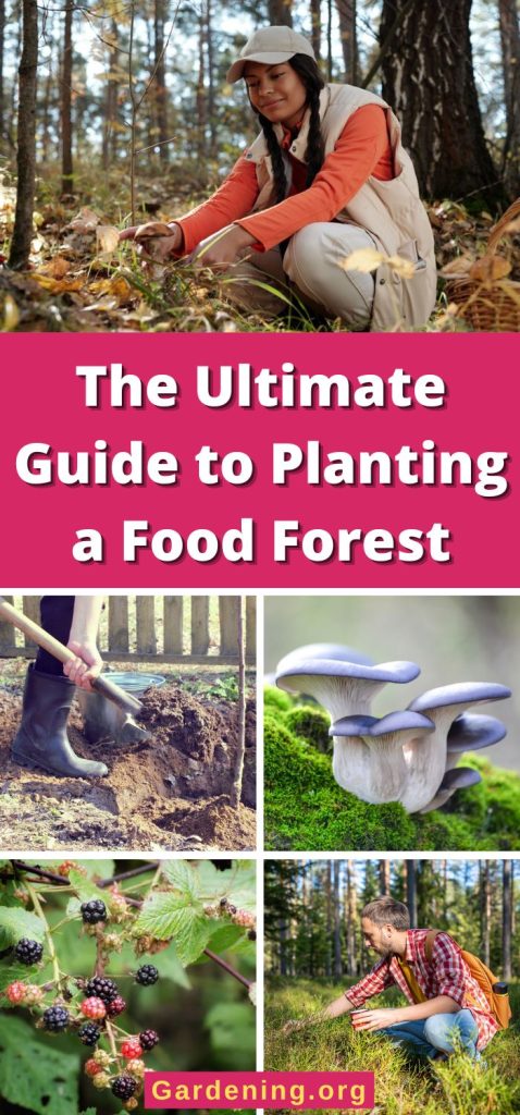 The Ultimate Guide to Planting a Food Forest pinterest image.