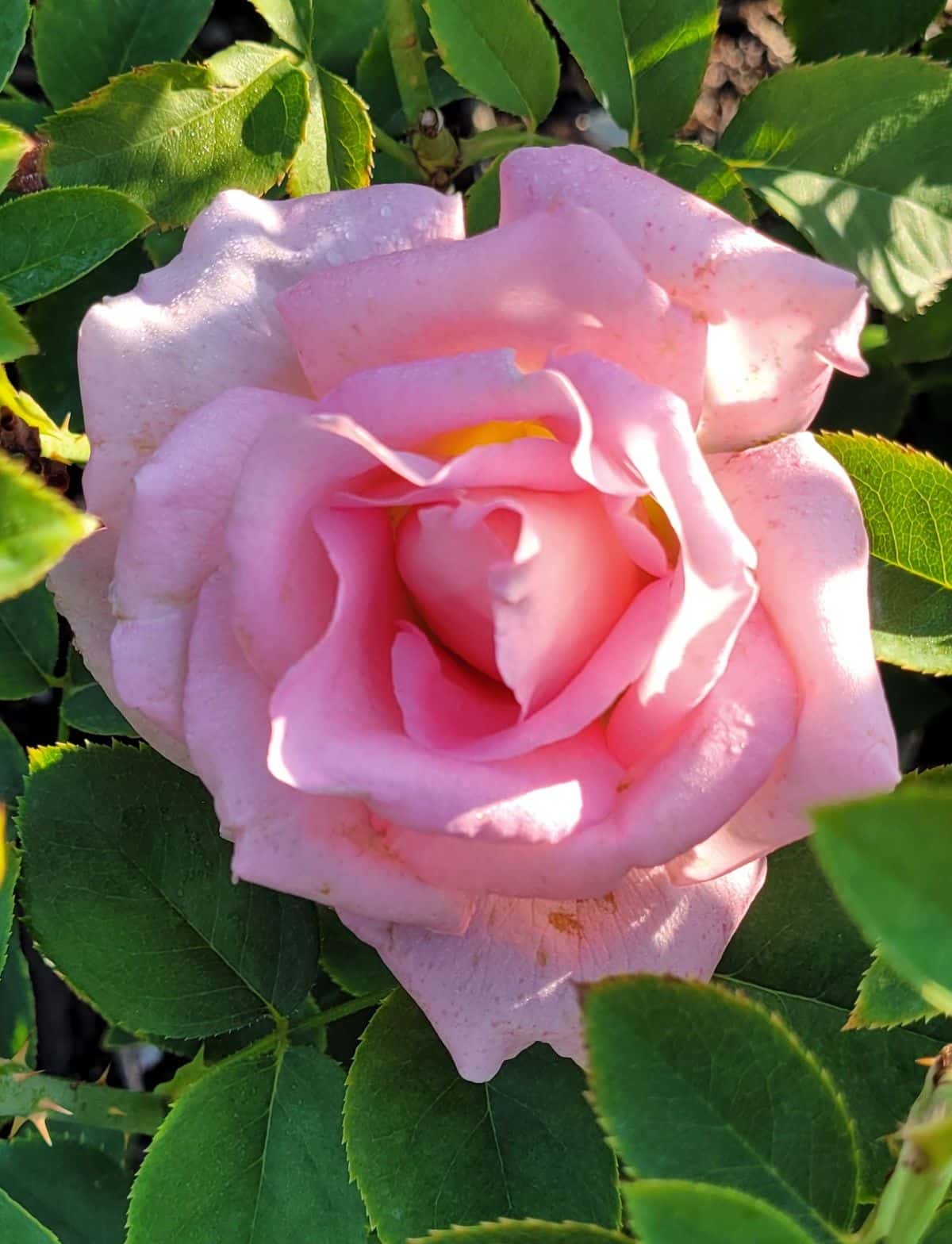 Blackspot resistant pink rose variety, Tiffany