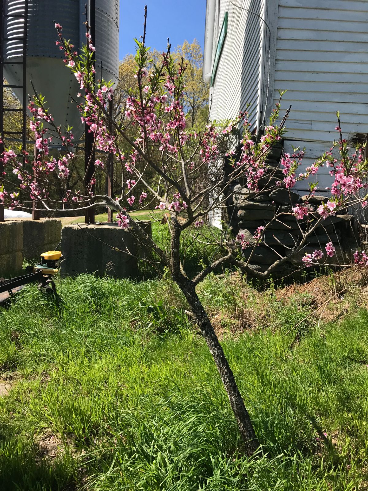 A nectarine tree blooming in spring