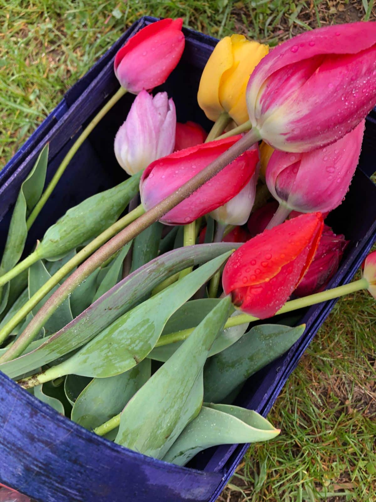 A basket of fresh picked spring tulips