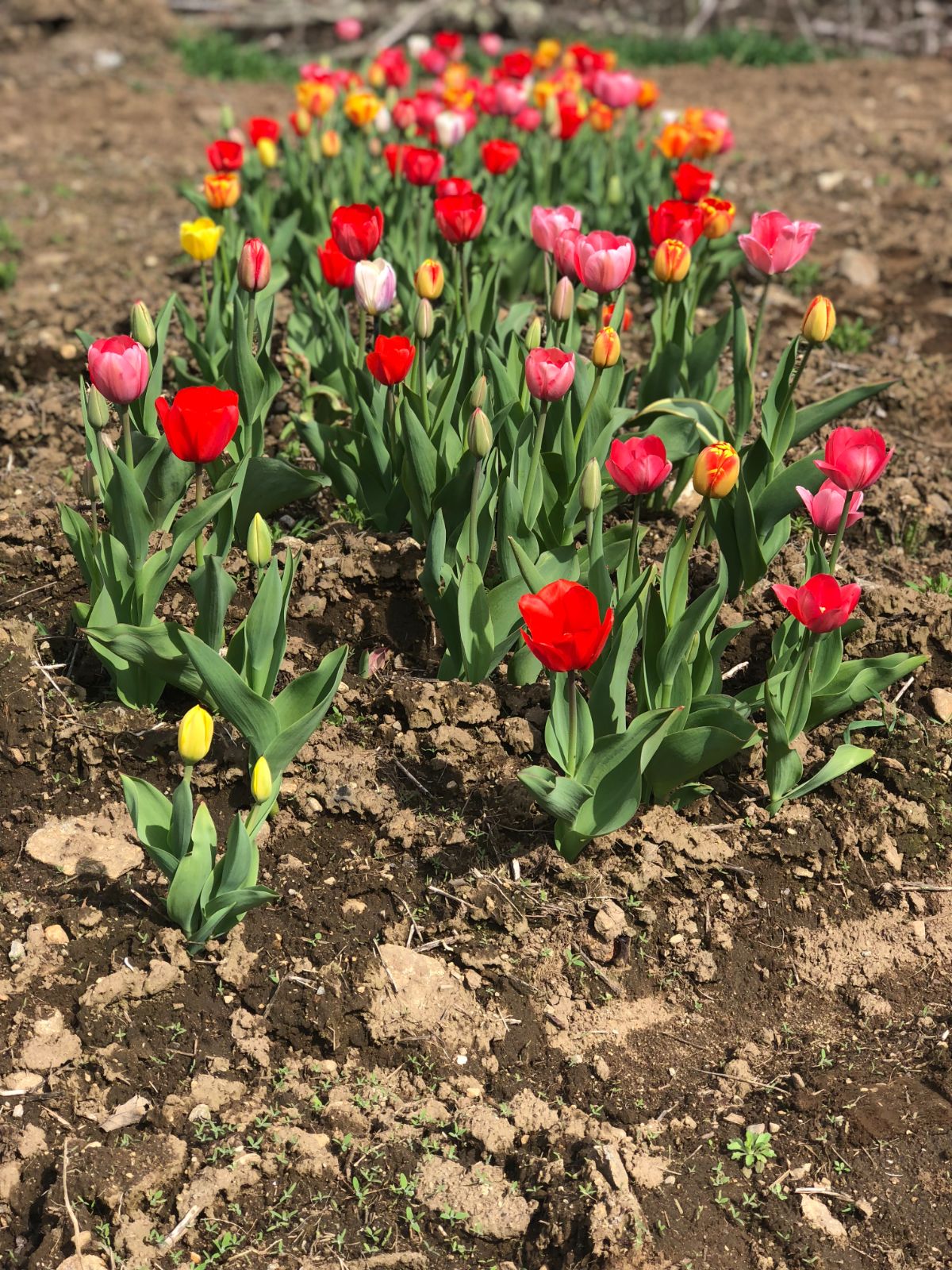 A wide row of spring blooming tulips