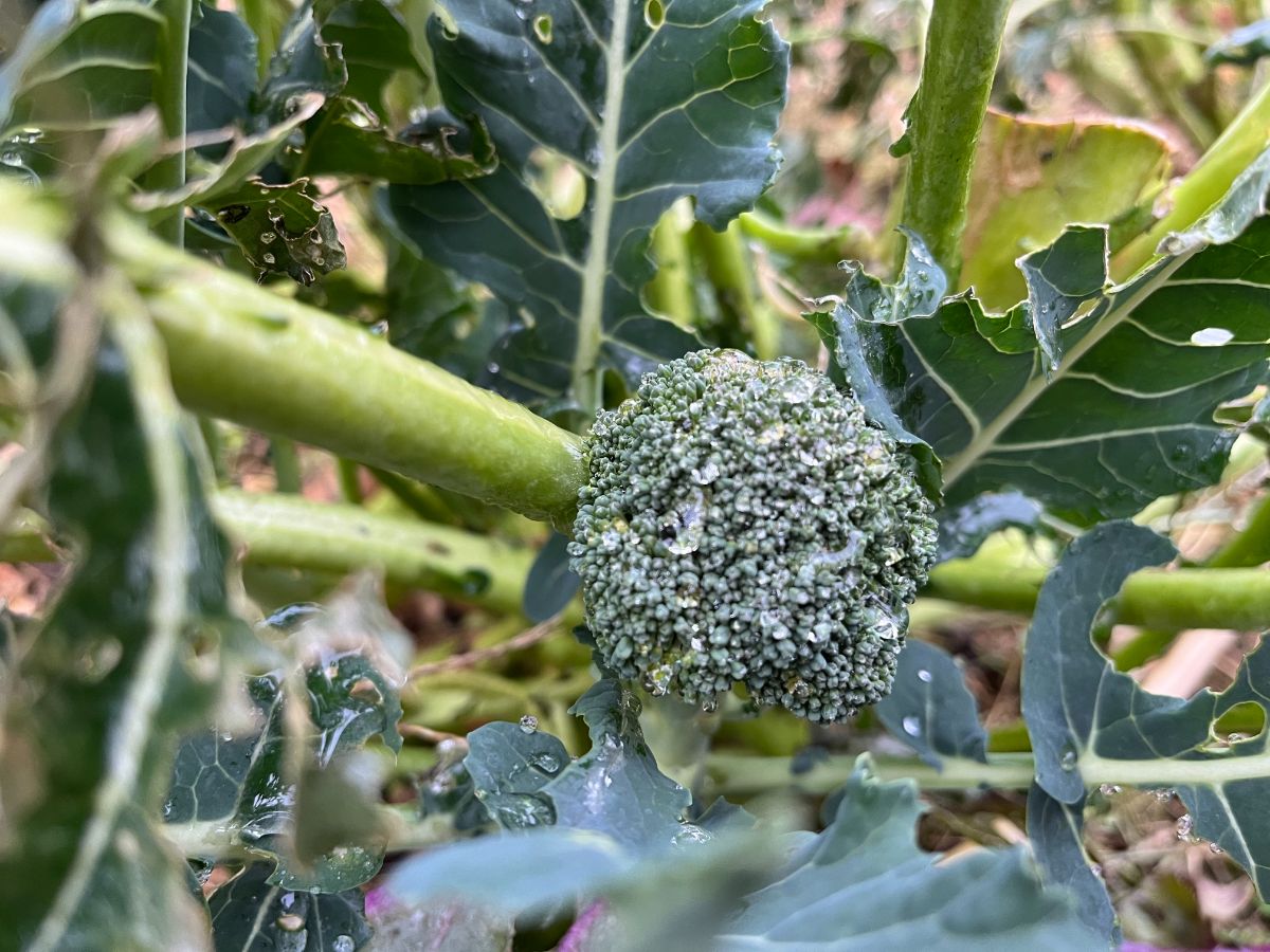 Broccoli with ice on the head