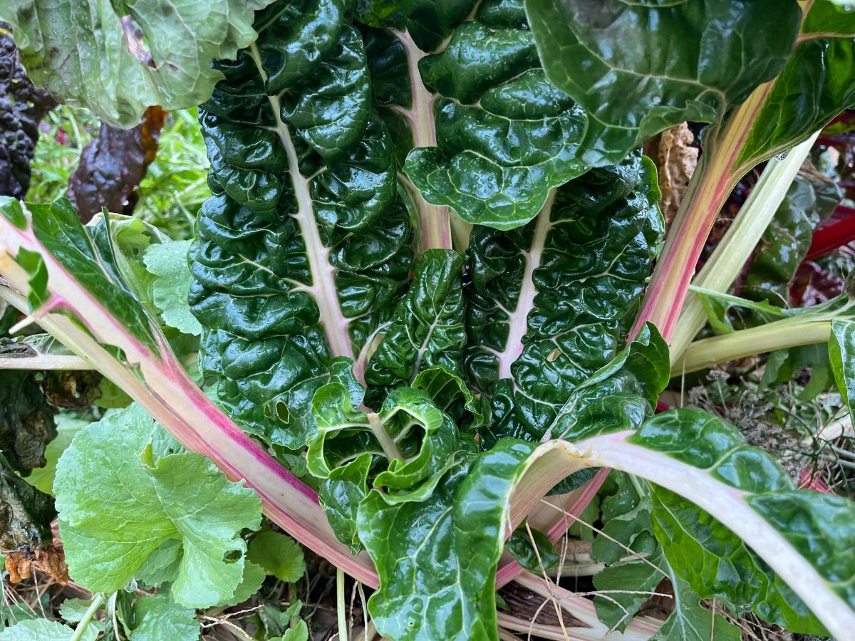 Swiss chard in the fall garden